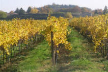 Promozione d'autunno 2008 - vai alla pagina della promozione