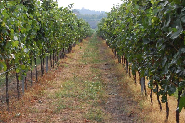 I vigneti dell'agriturismo veneto I Costanti